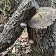 椎茸の木 使い終わったもの
