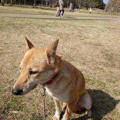 保護犬仲間募集中 - 松江市