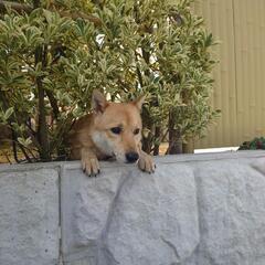 保護犬仲間募集中