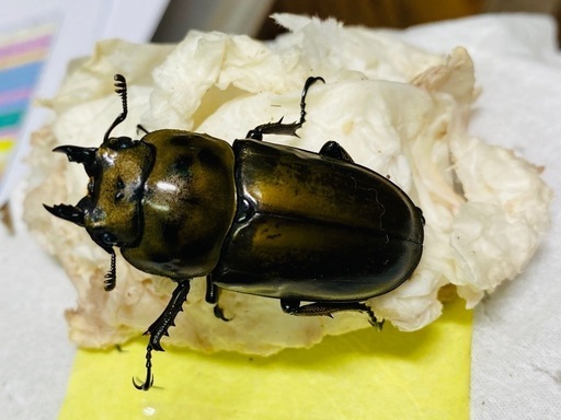 ①モセリオウゴンオニクワガタ新成虫メス単品の販売 (ビエント) 船橋の