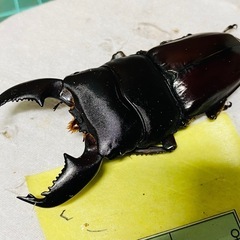 ①スマトラオオヒラタクワガタ　新成虫ペアの販売の画像