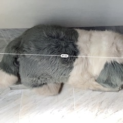 大きめの犬のぬいぐるみの画像