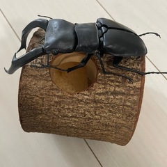 かなりリアルなクワガタフィギュア　マンディブラリスフタマタクワガタ 