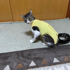 オープンチャットメンバー募集の画像