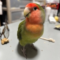 コザクラインコ　1歳8ヶ月