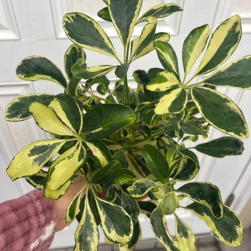 観葉植物シェフレラ斑入り