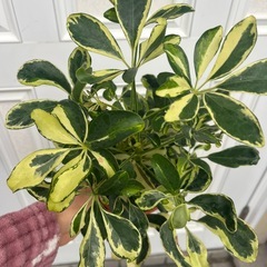 　観葉植物シェフレラ斑入り