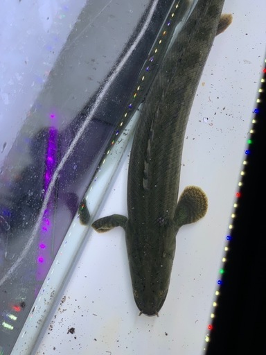 ビキールワイルド40センチ