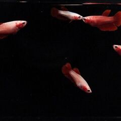 【ベタ】スーパーレッドハーフムーン幼魚5匹【発送可】の画像