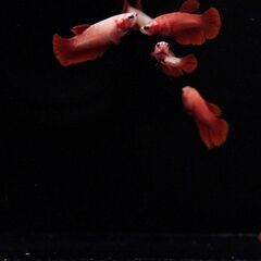 【ベタ】スーパーレッドハーフムーン幼魚5匹【発送可】の画像