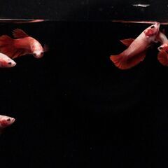 【ベタ】スーパーレッドハーフムーン幼魚5匹【発送可】の画像