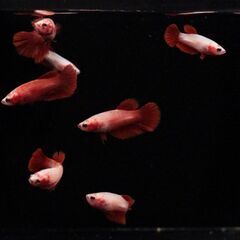 【ベタ】スーパーレッドハーフムーン幼魚5匹【発送可】の画像