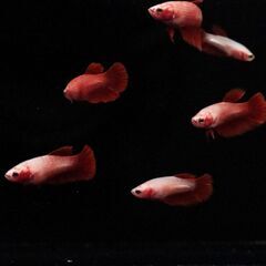 【ベタ】スーパーレッドハーフムーン幼魚5匹【発送可】の画像