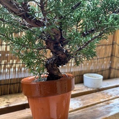 盆栽の素材苗