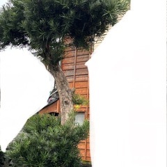 庭にある木です。