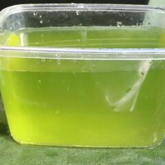 天然グリーンウォーター 1000ml 青水　針子育成　メダカ飼育の画像