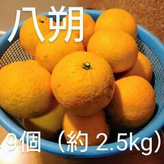 【お得】はっさく 9個