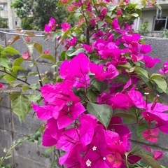 ブーゲンビリアの鉢植え
