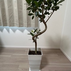 沖縄の観葉植物 人気のフィカス フランスゴム7号 角鉢