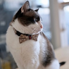 【グラサージュ】おっとりした甘えん坊・ラグドール風・女の子 - 猫
