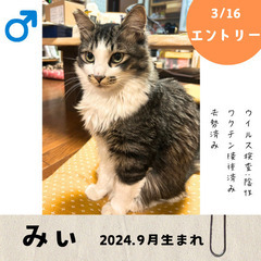 明日！3/16(日)10:30〜保護猫の譲渡会【大刀洗ドリームセ...