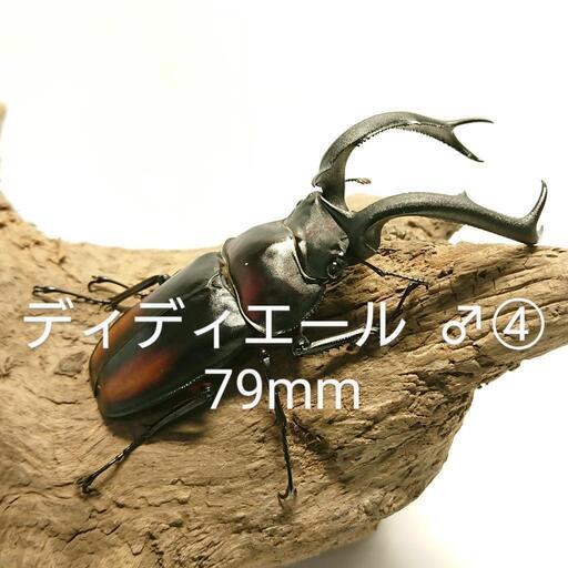 ディディエールシカクワガタ CBF3 ♂④79mm