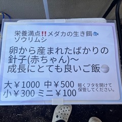 ゾウリムシ めだかの生き餌
赤ちゃん(針子～稚魚）のえさの画像
