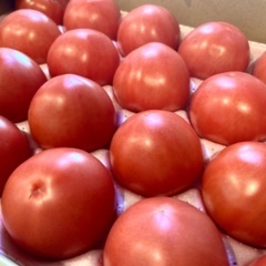 熊本県産トマト(中10個)