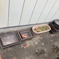 引き取り限定　植木鉢　単品からまとめて割　　　の画像