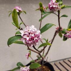 沈丁花   6号鉢（不織布ポット）の画像