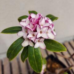 沈丁花   6号鉢（不織布ポット）の画像