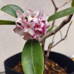 沈丁花   6号鉢（不織布ポット）の画像