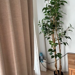 【お譲り先が決まりました】ニトリ　フェイクグリーン（フィカス 150cm 0S605-5-352)の画像