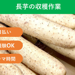 ＼日払い・1日OK！／もくもく作業！ながいも収穫作業