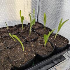 【3/22まで】トウモロコシ苗 極早生品種 野菜 家庭菜園(1)の画像