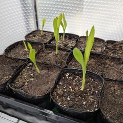 【3/22まで】トウモロコシ苗 極早生品種 野菜 家庭菜園(1)の画像