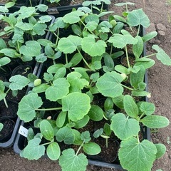 野菜苗　ポット苗🌱