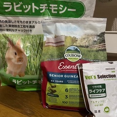 シニアモルモット 飼ってる方！