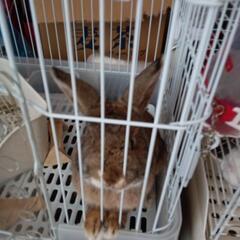うさぎ