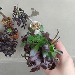 多肉 黒法師の画像
