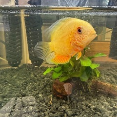 ゴールデンセベラム