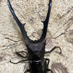メタリフェルホソアカクワガタ　オス単2頭