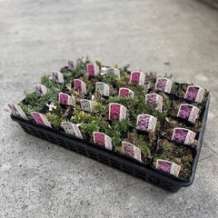 芝桜激安販売！1個あたり20.8円