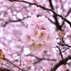 4/6(日)に代々木公園で花見します！