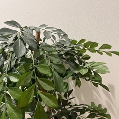 【美品】フェイクグリーン 人工観葉植物 110cmの画像
