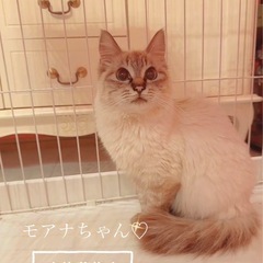 🌸🐈しゃむ風長毛猫さん🐈🌸トライアル中