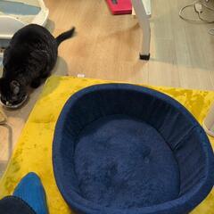 犬、猫用、クッションの画像