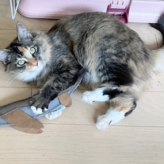 ふわふわ✨超甘えん坊❤️三毛11ヶ月