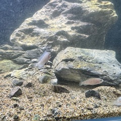 熱帯魚　シクリッド　引き取り限定　