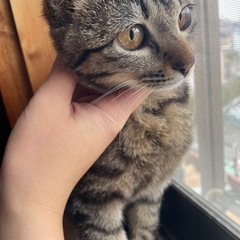 譲渡者決定中甘 えん坊姉妹猫ちゃん キジトラちゃん募集してます 